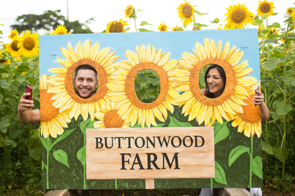 engagement photos sunflowers buttonwood farm connecticut