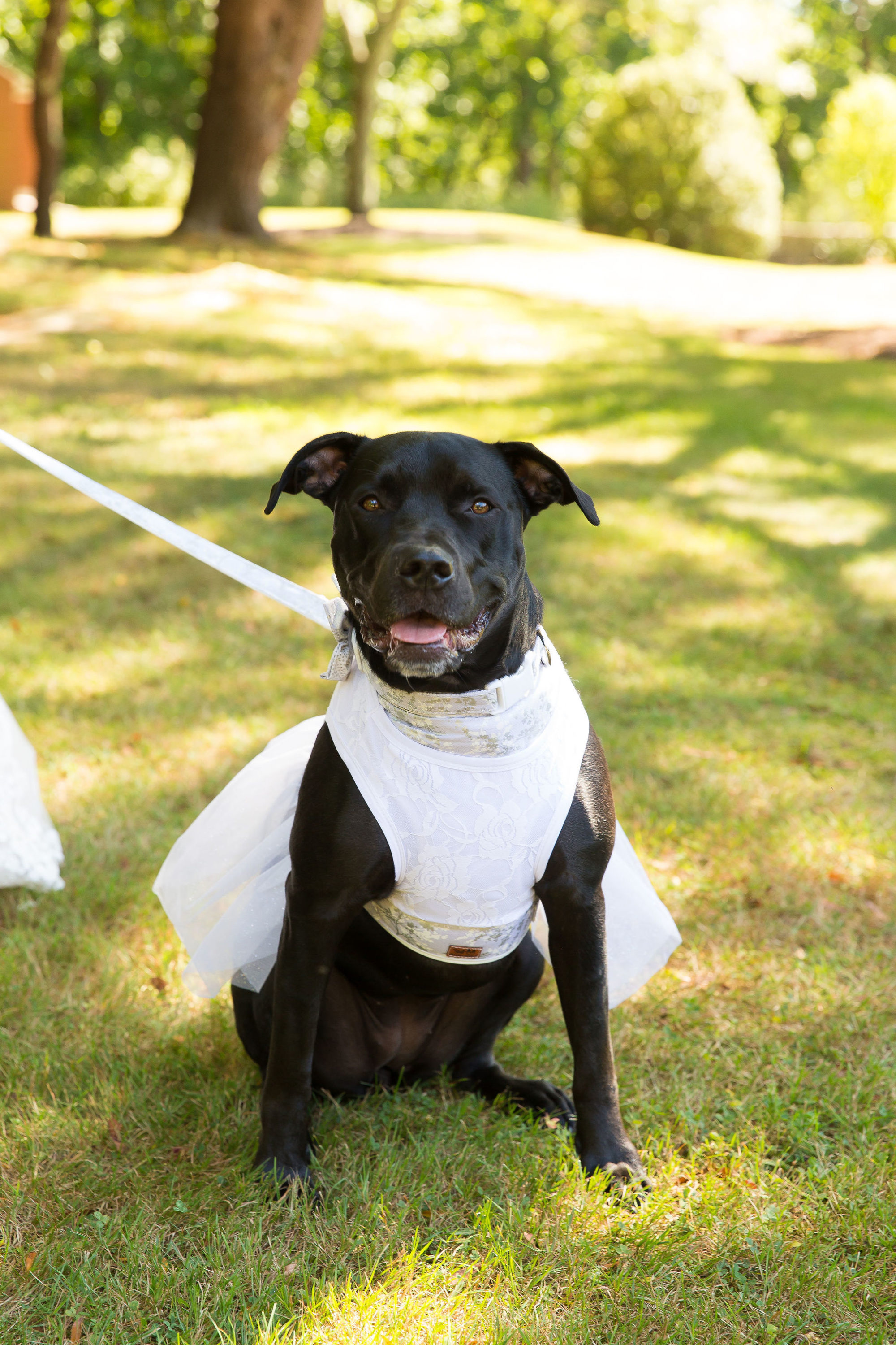 connecticut wedding dog photos
