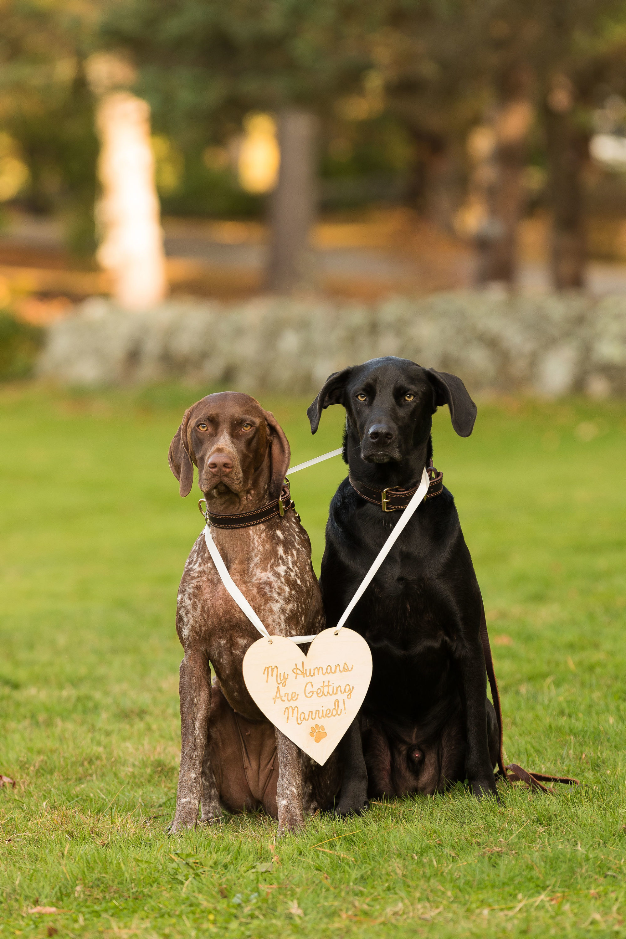 ct engagement photos with dogs